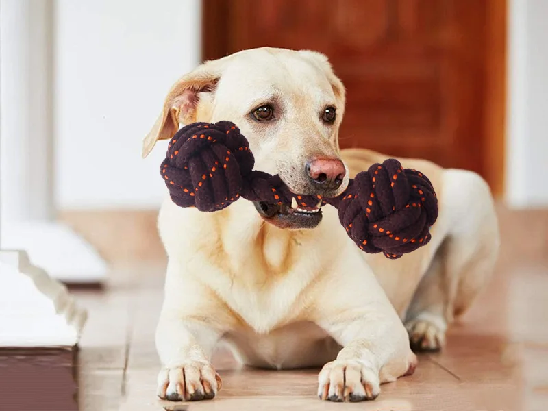 Cara memilih mainan mengunyah anjing？