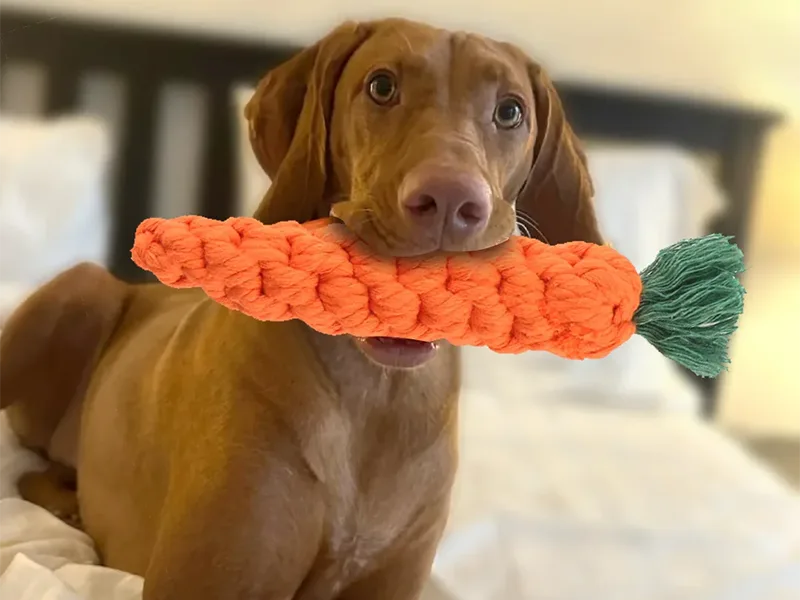 Jenis mainan mengunyah anjing